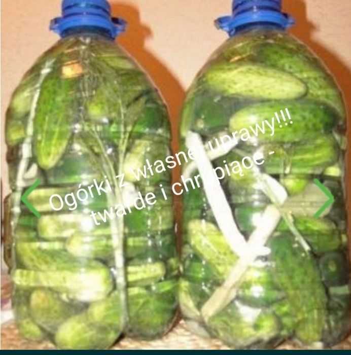 Ogórki kiszone w butelkach 5 l