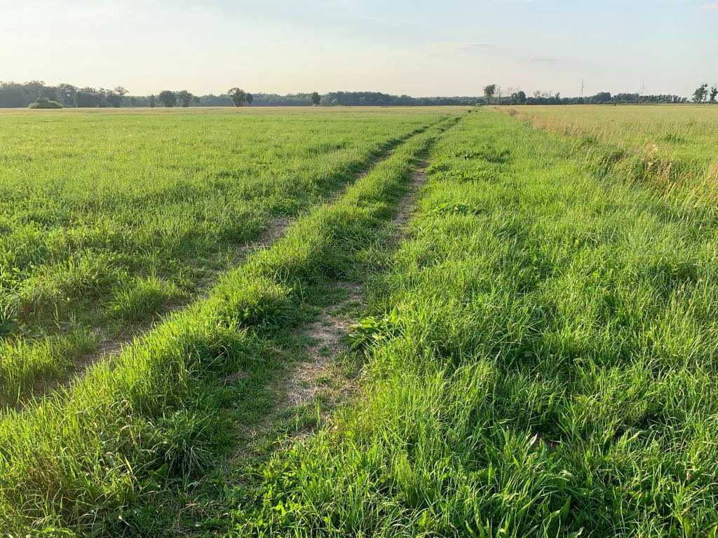 Łąka Uścięcice - 4 100 m2