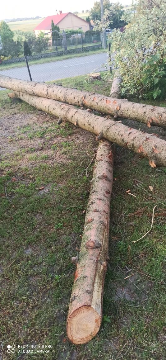 Świerk drzewo materiał