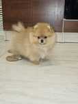 Sunia mini pomeranian po rodzicach FCI