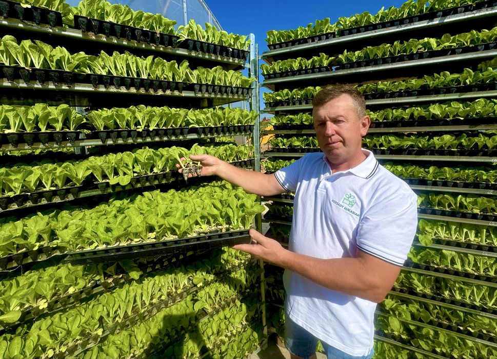 Kapusta pekińska Bilko