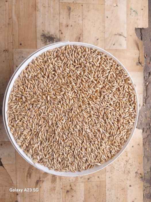 Sprzedam zboże paszowe pszenżyto