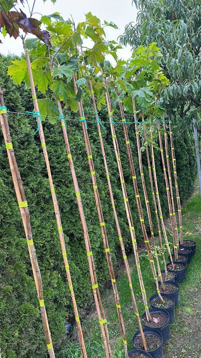 Klon szczepiony Katalpa Globosum Acer pseudoplatanus Princeton Gold