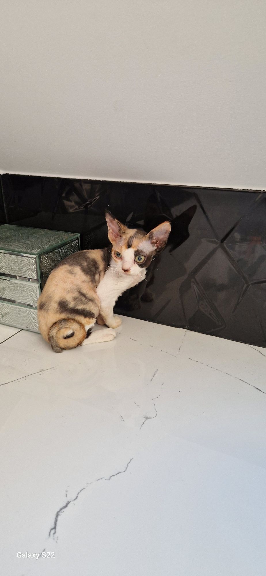 Devon Rex kotka Gracja