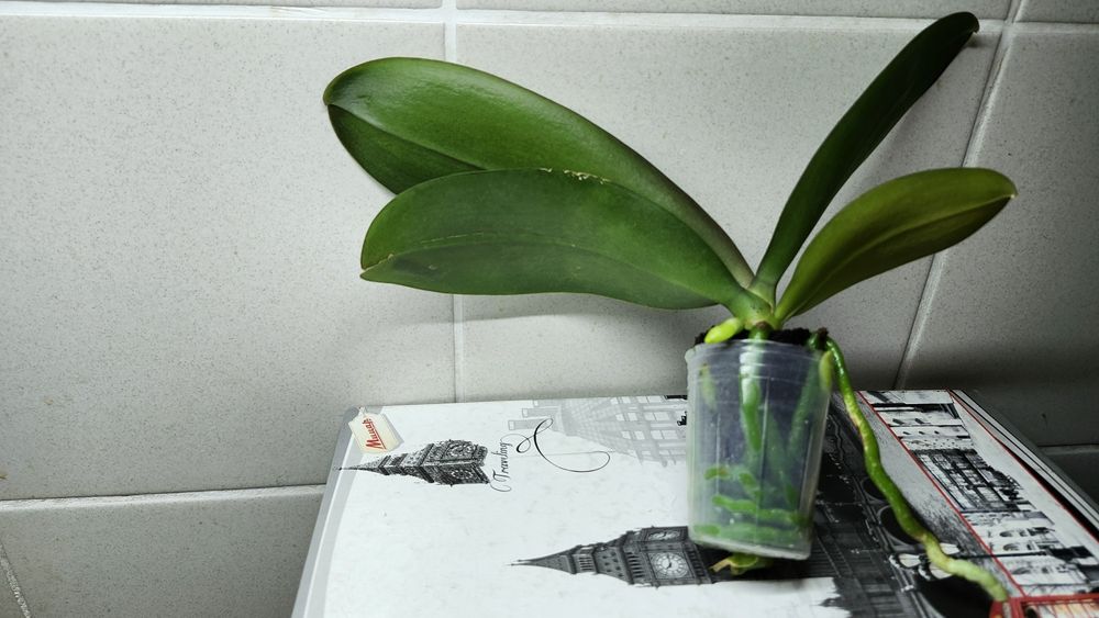 Орхідея фаленопсис- підліток сорту Katleen(10cm)