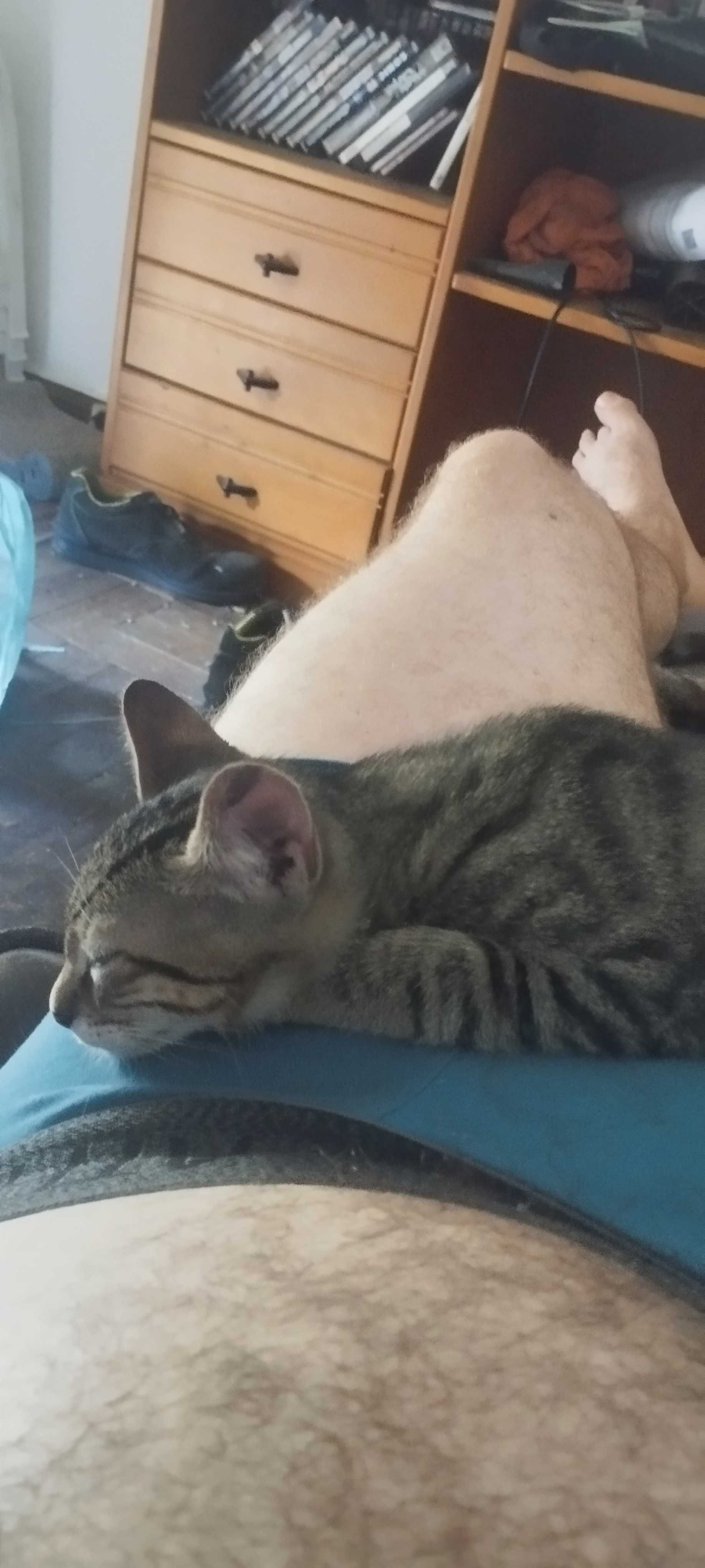 2 gatinhos nascidos em 10/04/25