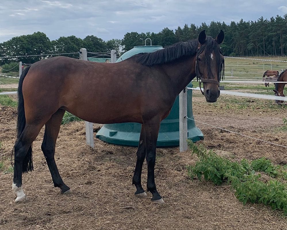 PILNIE Sprzedam 7 letnią klaczkę rasy Deutsches Reitpony