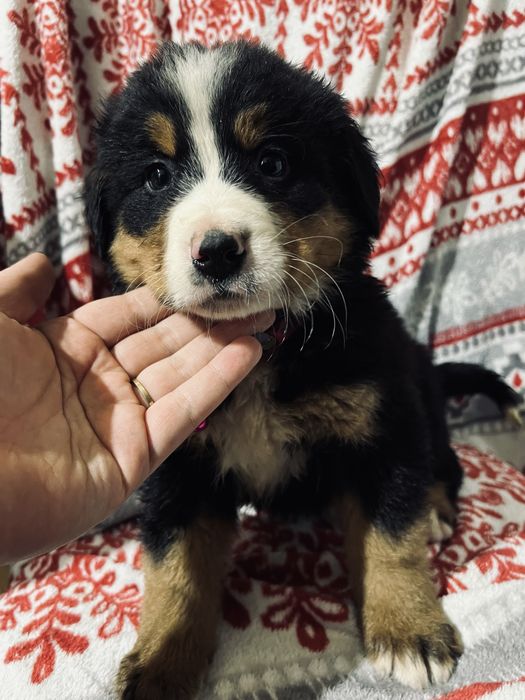 Berneski pies pasterski Berny , Berneńczyki