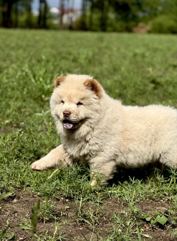 Chow Chow - piesek ARES