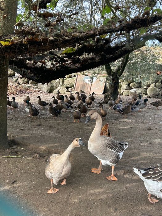 Patos bravos de 2025