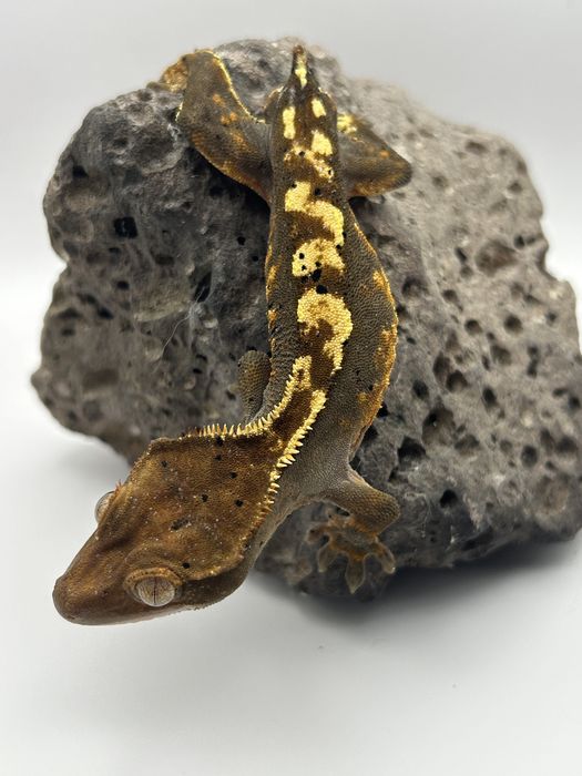 Samice i samce Gekona orzęsionego ( Correlophus  ciliatus )