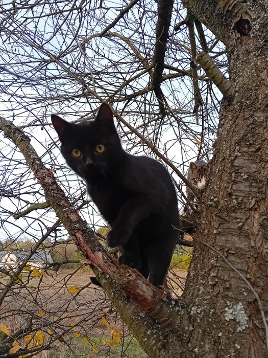 Kotki szukają kochających ludzi