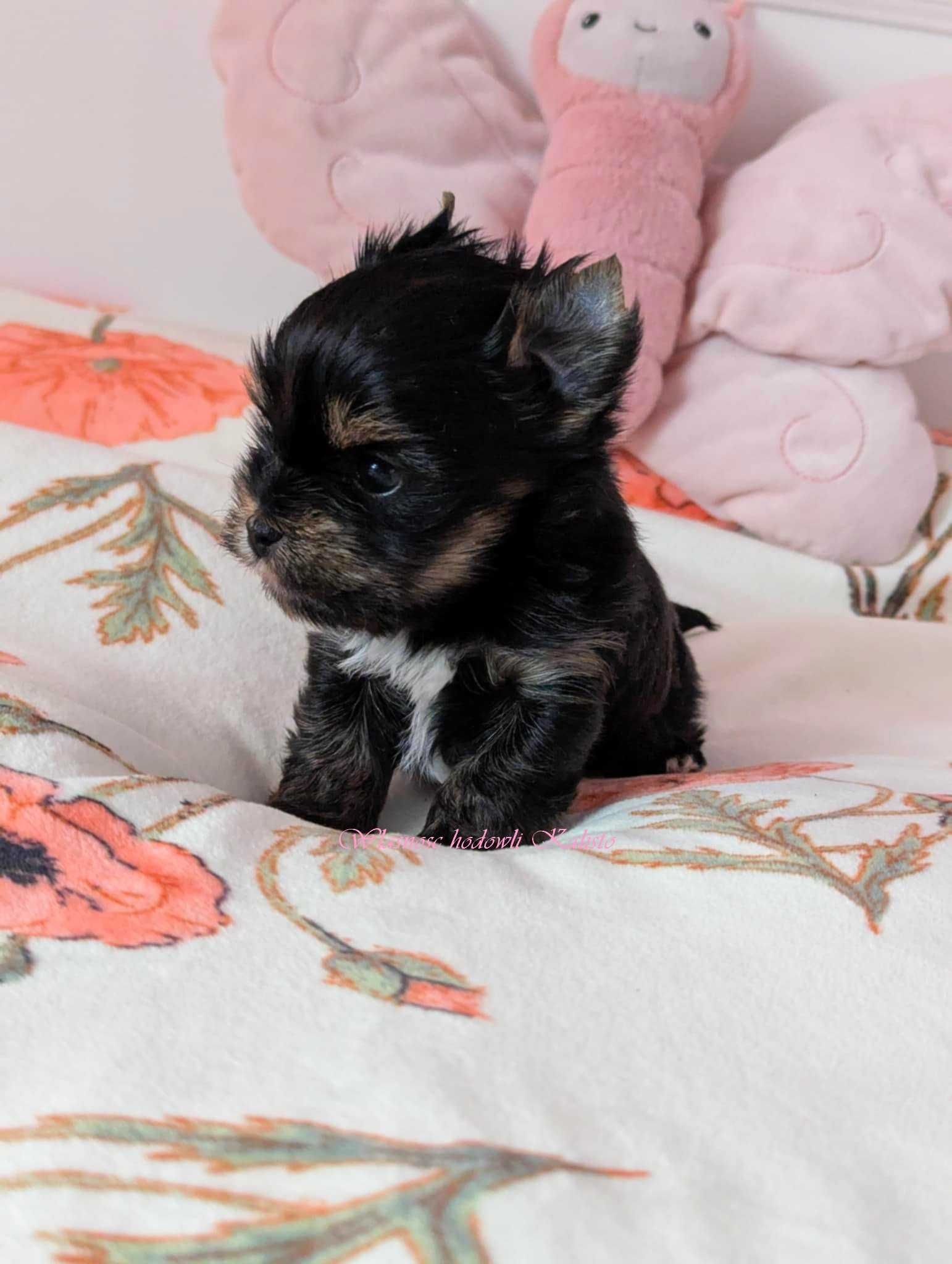 Yorkshire Terrier  Sunia S