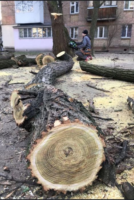 Спил дерева, обрезка деревьев.Покос Трави любой сложности Звоните.