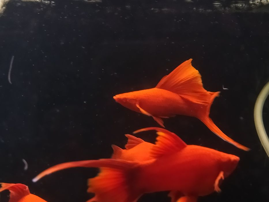 Albino Red standard, delta, lira/welon