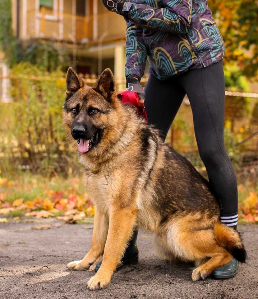 Owczarkowaty Sam szuka domu !