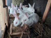 Młode króliki mieszane