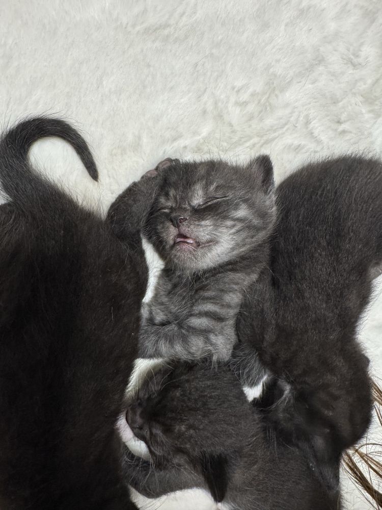 Кошенята в добрі ручки , безкоштовно