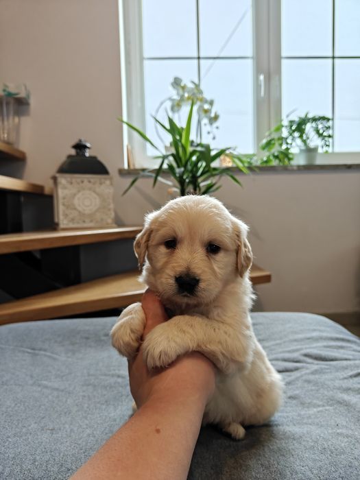 Sprzedam śliczną sunie Golden Retriever