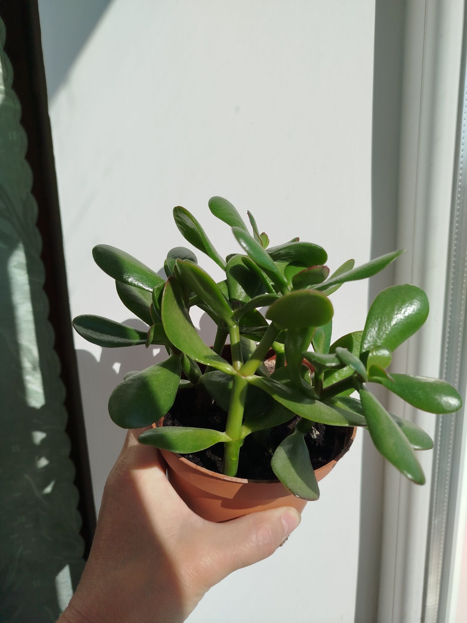 Суккуленти 40 гривень горщик