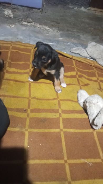 Продам щенков амстафов їдять все