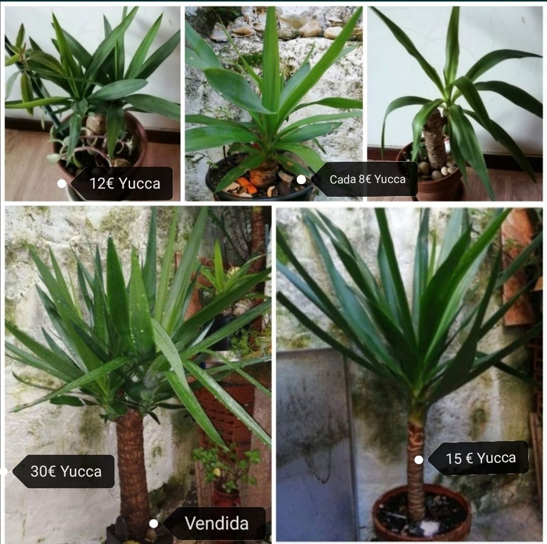 Plantas/suculentas/giboia /espada /jade /Palmeiras Yucca