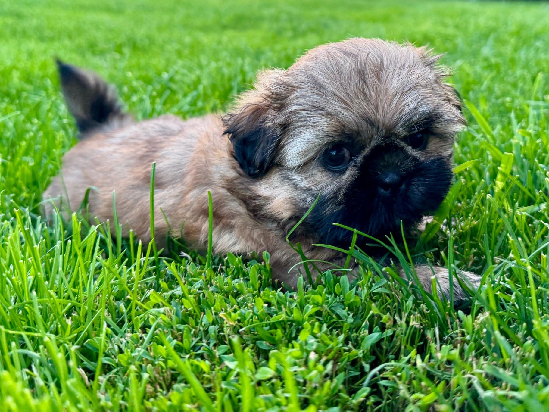 SHIZ TZU brazowa suczka shih tzu