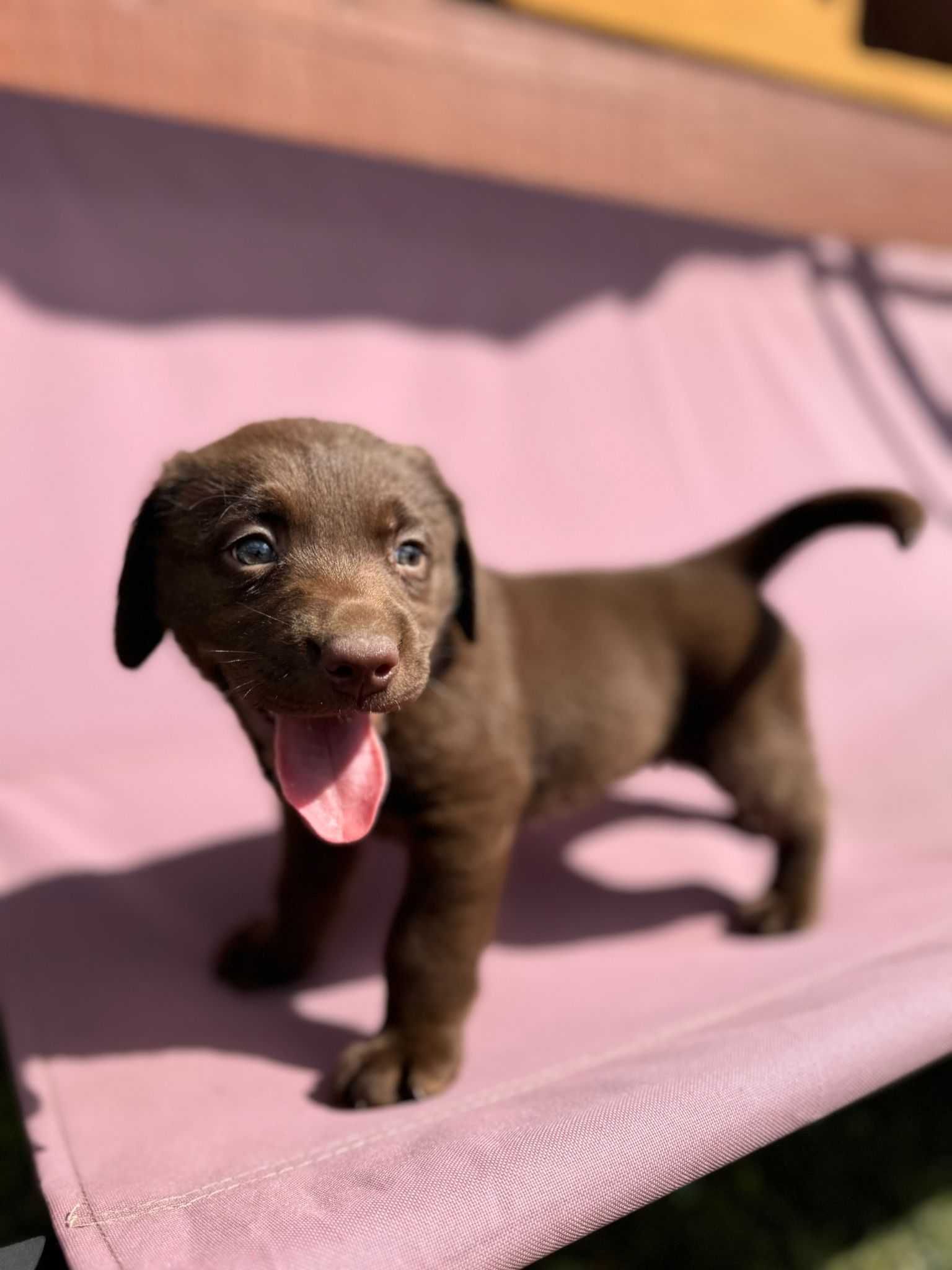 Labrador Retriever czekoladowy