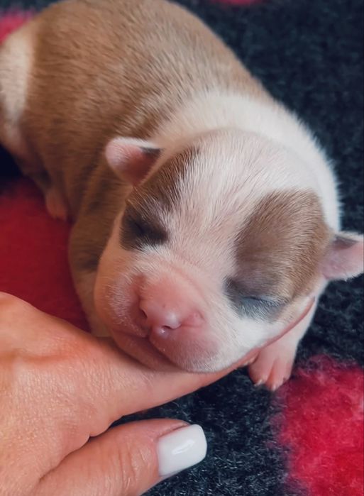 American Staffordshire terrier