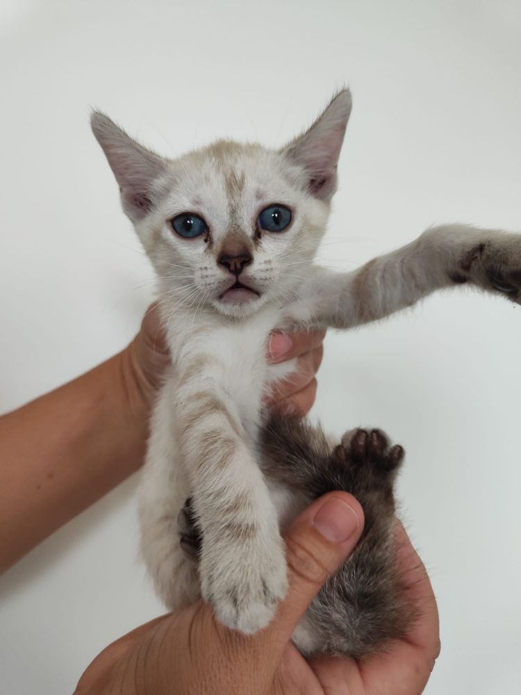 Gatinhos para adoção