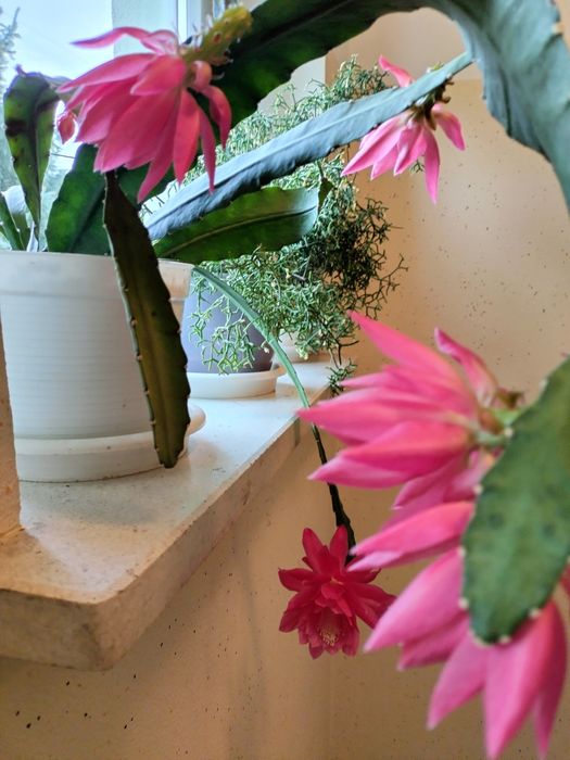 Kwiat kaktusowaty kwitnacy Epifilum Epiphyllum