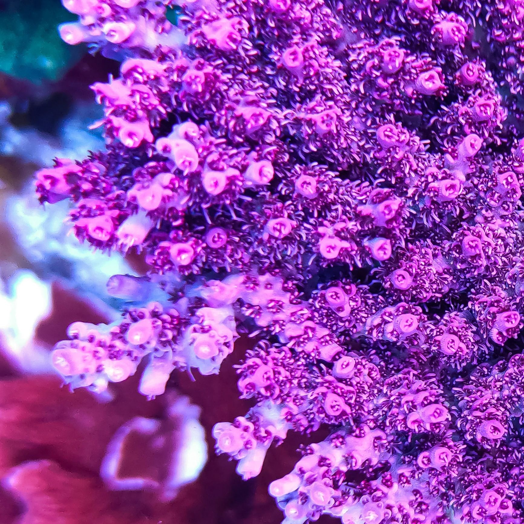 Acropora hiacynthus red planet