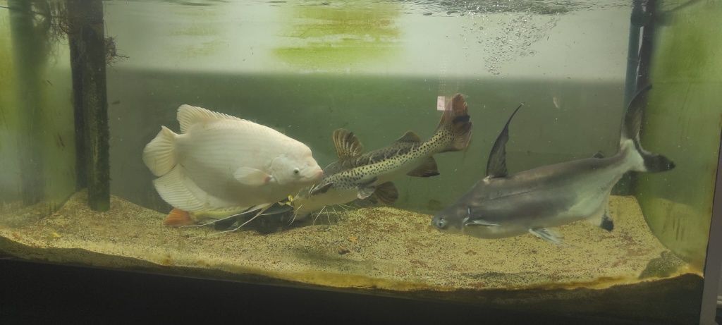 Vendo gurami gigante albino 50cm