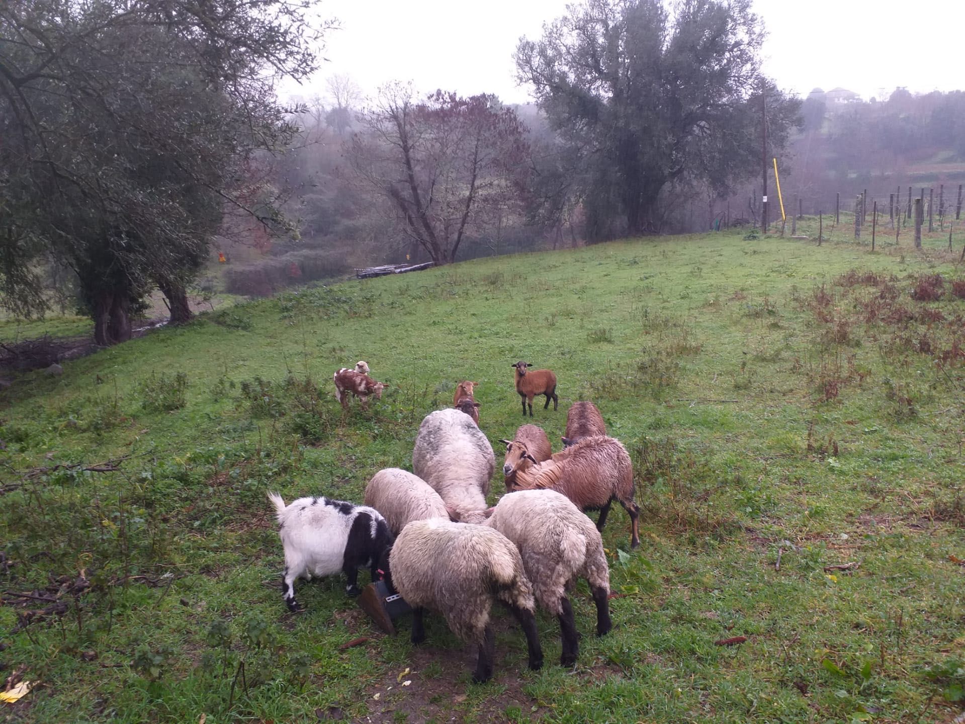 Animais de quinta