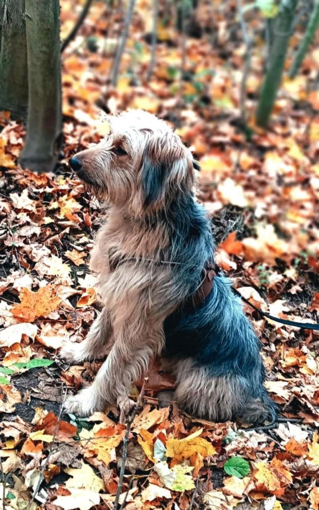 Dwie suczki Bejbi i Nala szukają domków