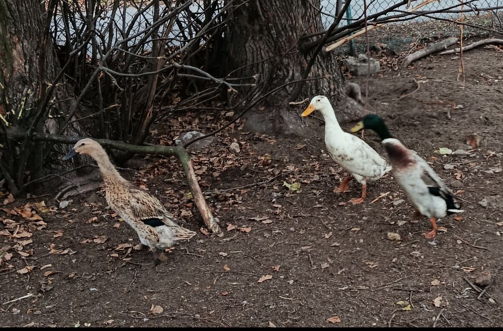 Sprzedam Kaczki Biegusy