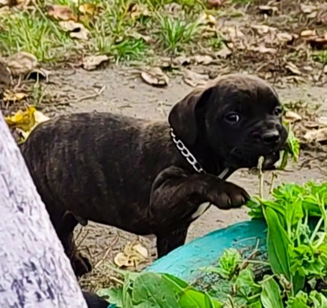 Остался один!!! Французский v/s терьер