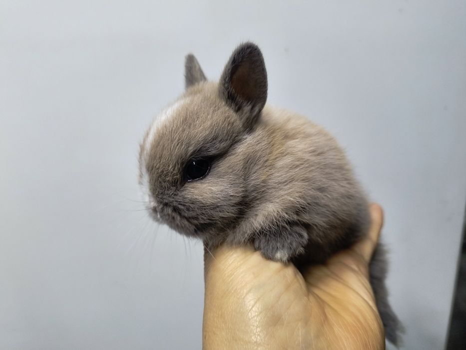 Кролик Нидерландская порода