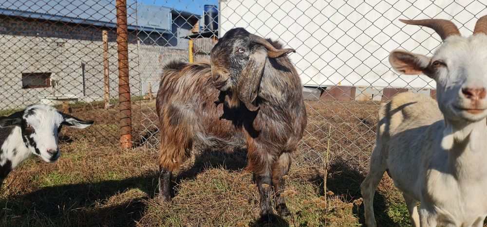 Продам Вівці асканійські.