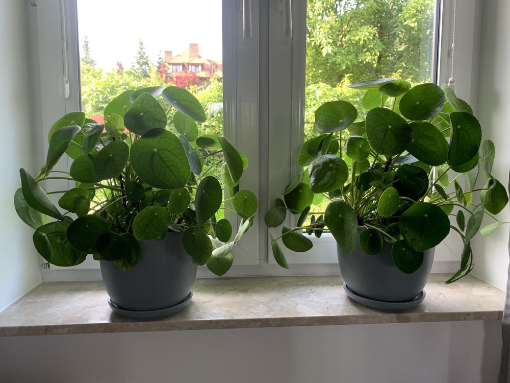 Pieniążek Pilea 2 szt