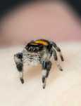 Skakun Phidippus Regius soroa L4