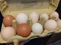 Wiejskie jajka jaja kurze