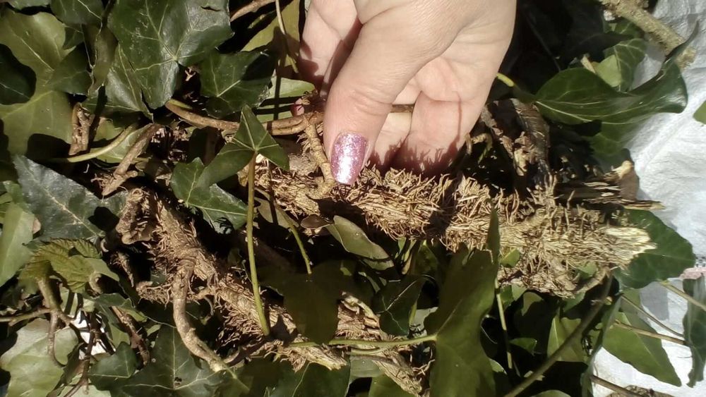 Плющ вечнозелёный, черенки с корнем(ветки)