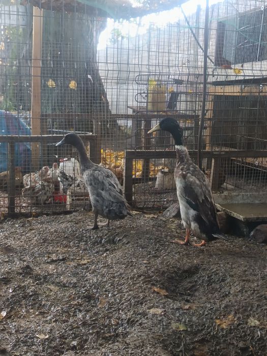 Sprzedam kaczki biegusy i calduki