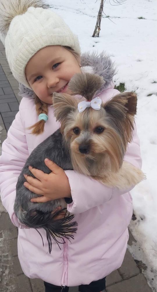 Yorkshire Terrier Biewer Carrier