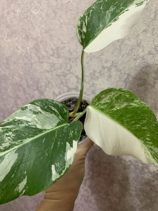 Продам ионстеру Альба