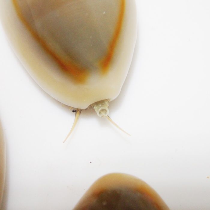 Ślimak Erosaria sp./Mała porcelanka - akwarium morskie