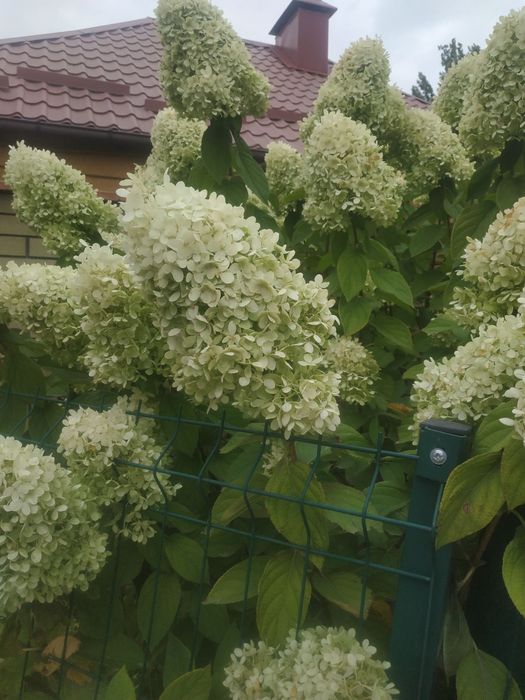 Гортензия метельчатая,древовидная,широколистная:Сбежавшая невеста,Френ