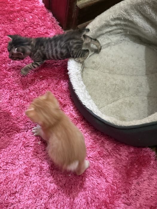 Dao se gatos bebes