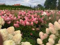 Hortensja bukietowa truskawkowa różowa  - duże 120-150 cm